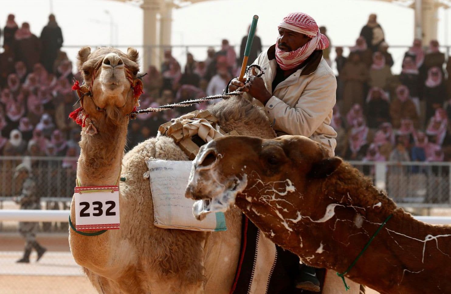 Khám phá lễ hội đấu vật lạc đà lâu đời ở Thổ Nhĩ Kỳ